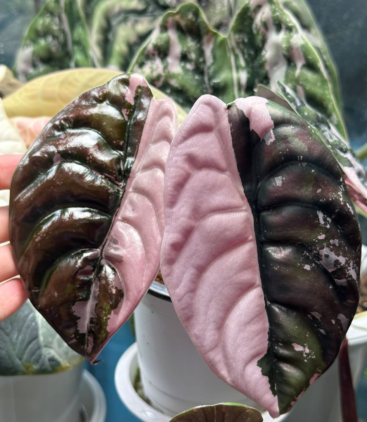 Alocasia – Lucky Plants Thailand