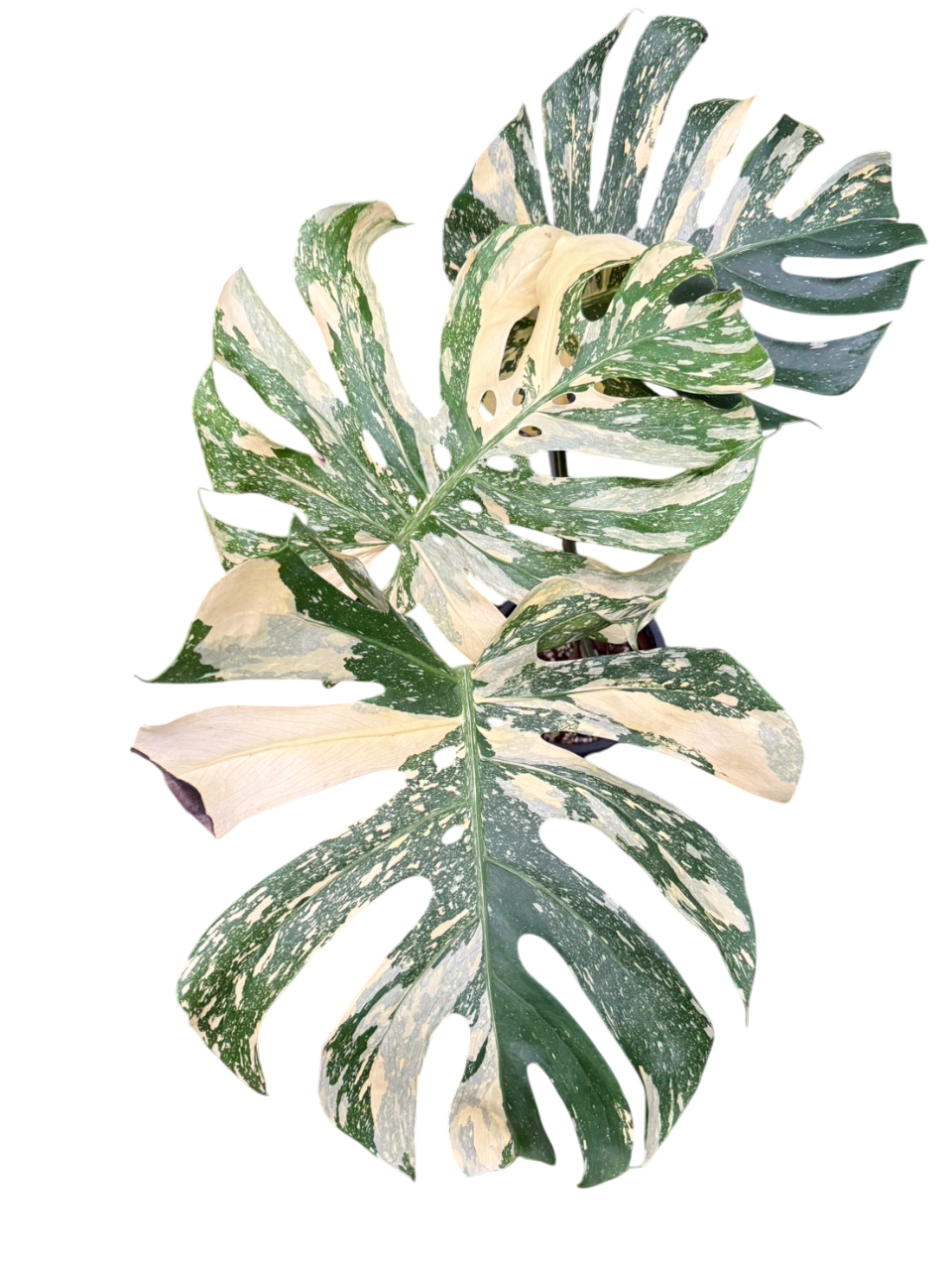 Monstera Deliciosa “Ivory”