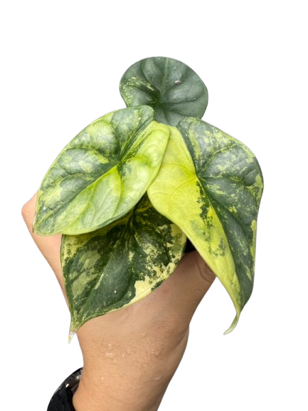 Alocasia Sliver Dragon Aurea ๐