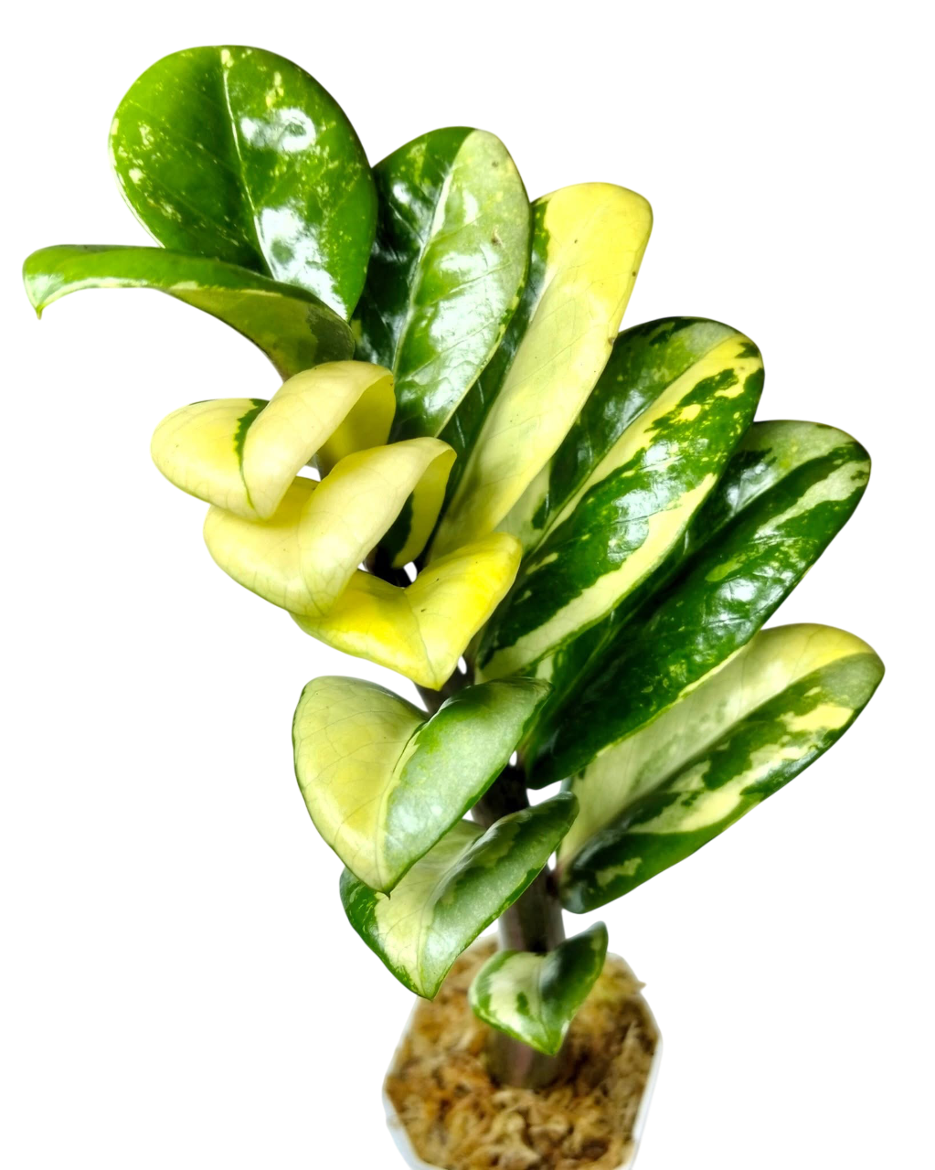 Zamioculcas zamiifolia dwarf – Lucky Plants Thailand