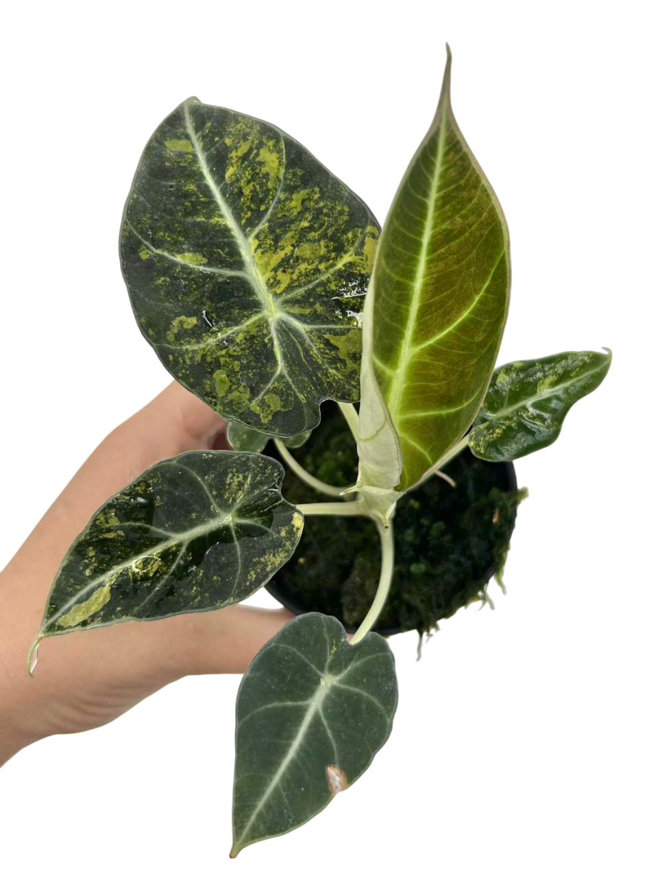 Alocasia Black Velvet “Gold” Variegated Set of 3 plants