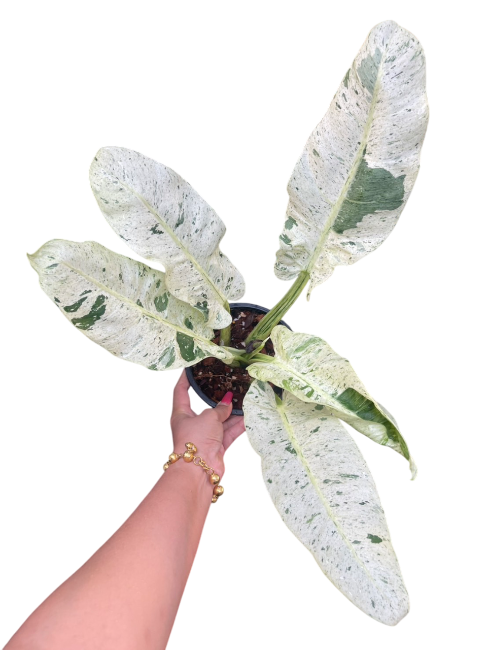 Philodendron Orlando Variegated