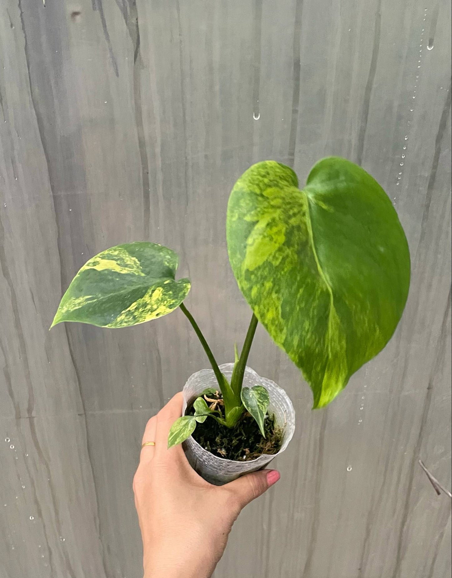 Monstera marilyn var. set 10 plants