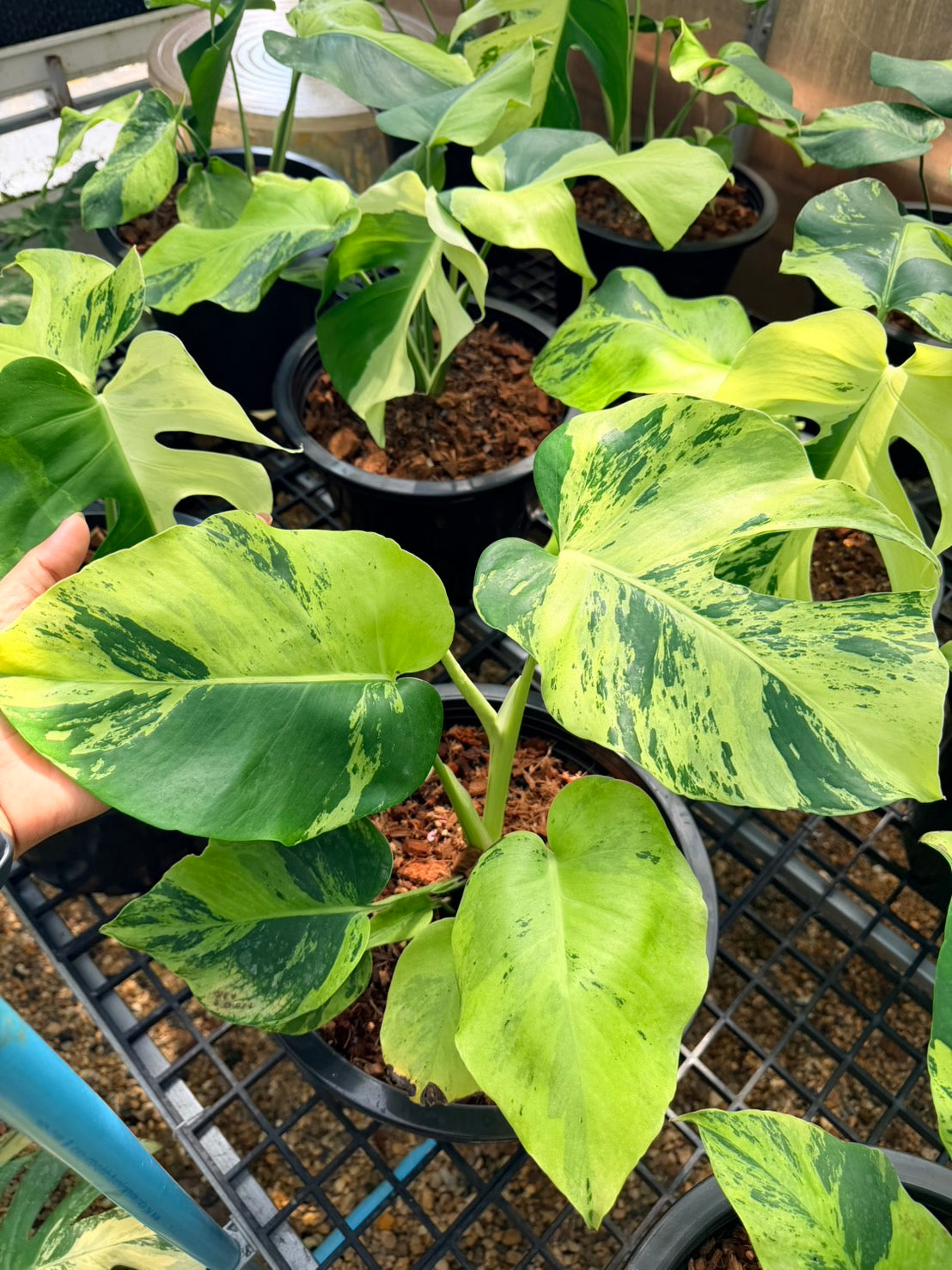 Monstera Deliciosa “Light Lime”