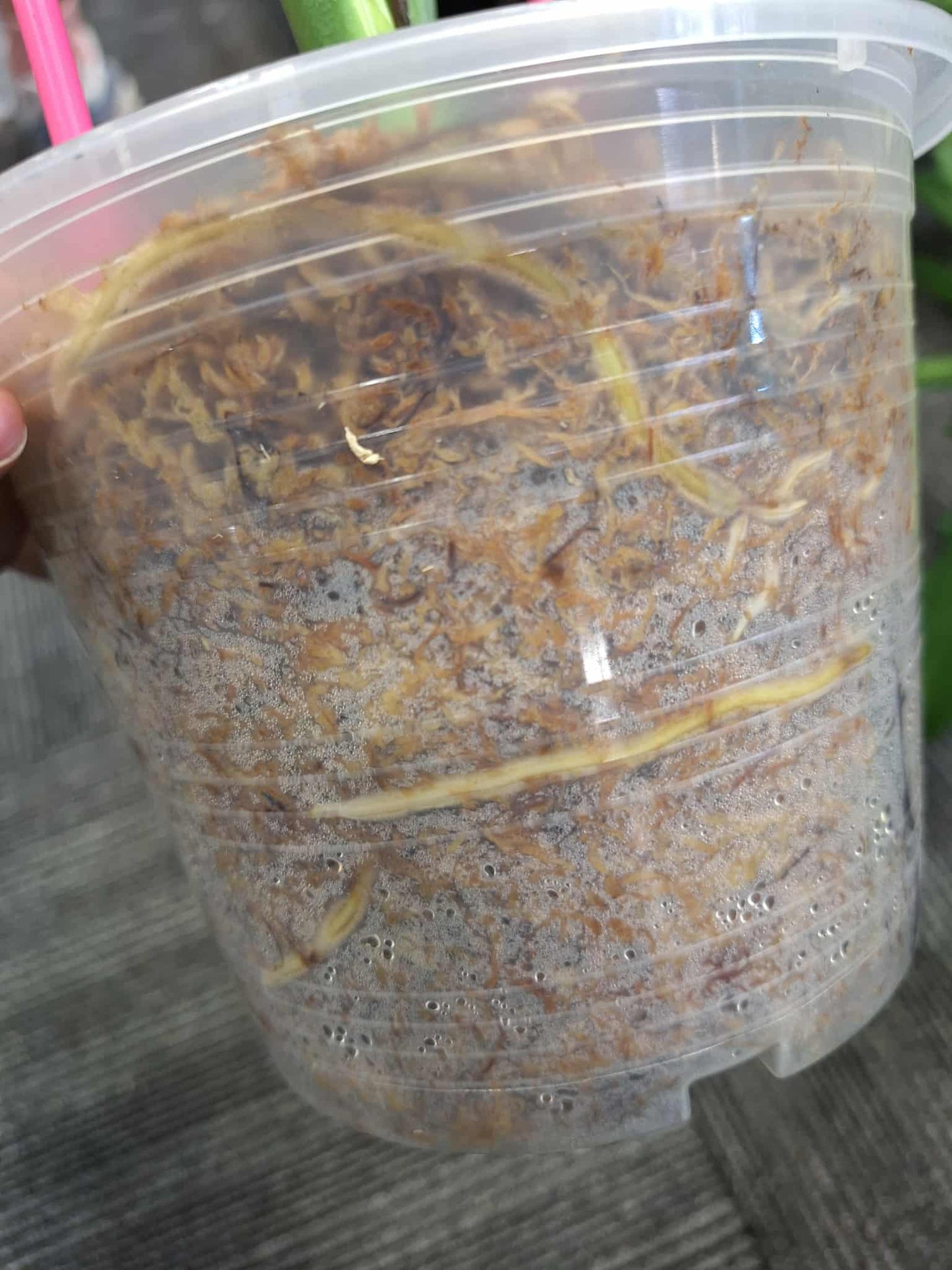 Monstera Deliciosa Ocean Lava