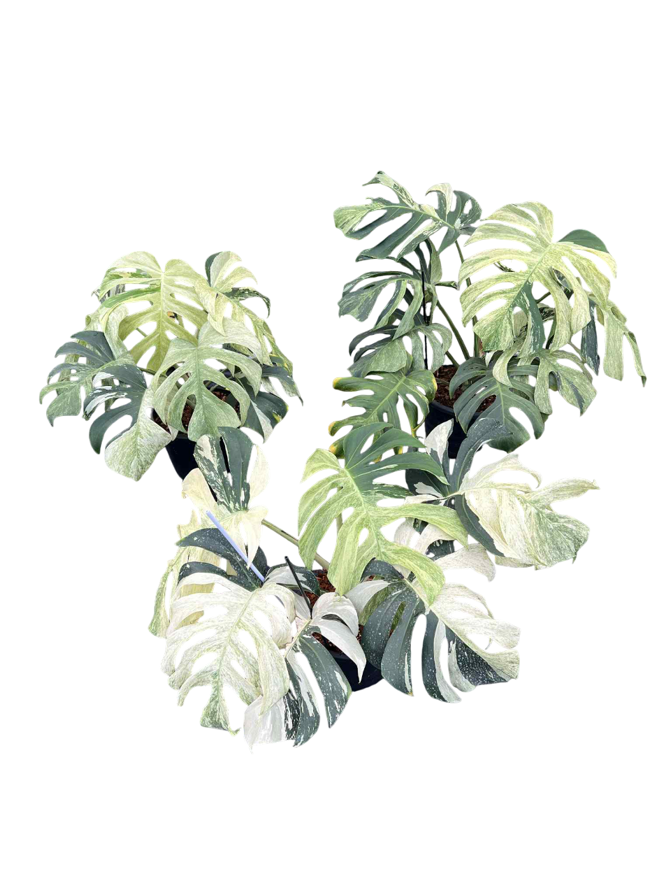 Monstera Borsigiana Mint Big Mature Whole Plant