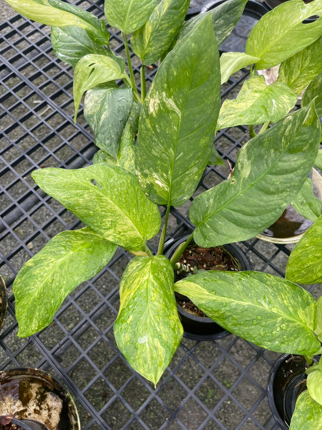 Monstera Obliqua ‘Mayuna’ Variegated – Set of 10