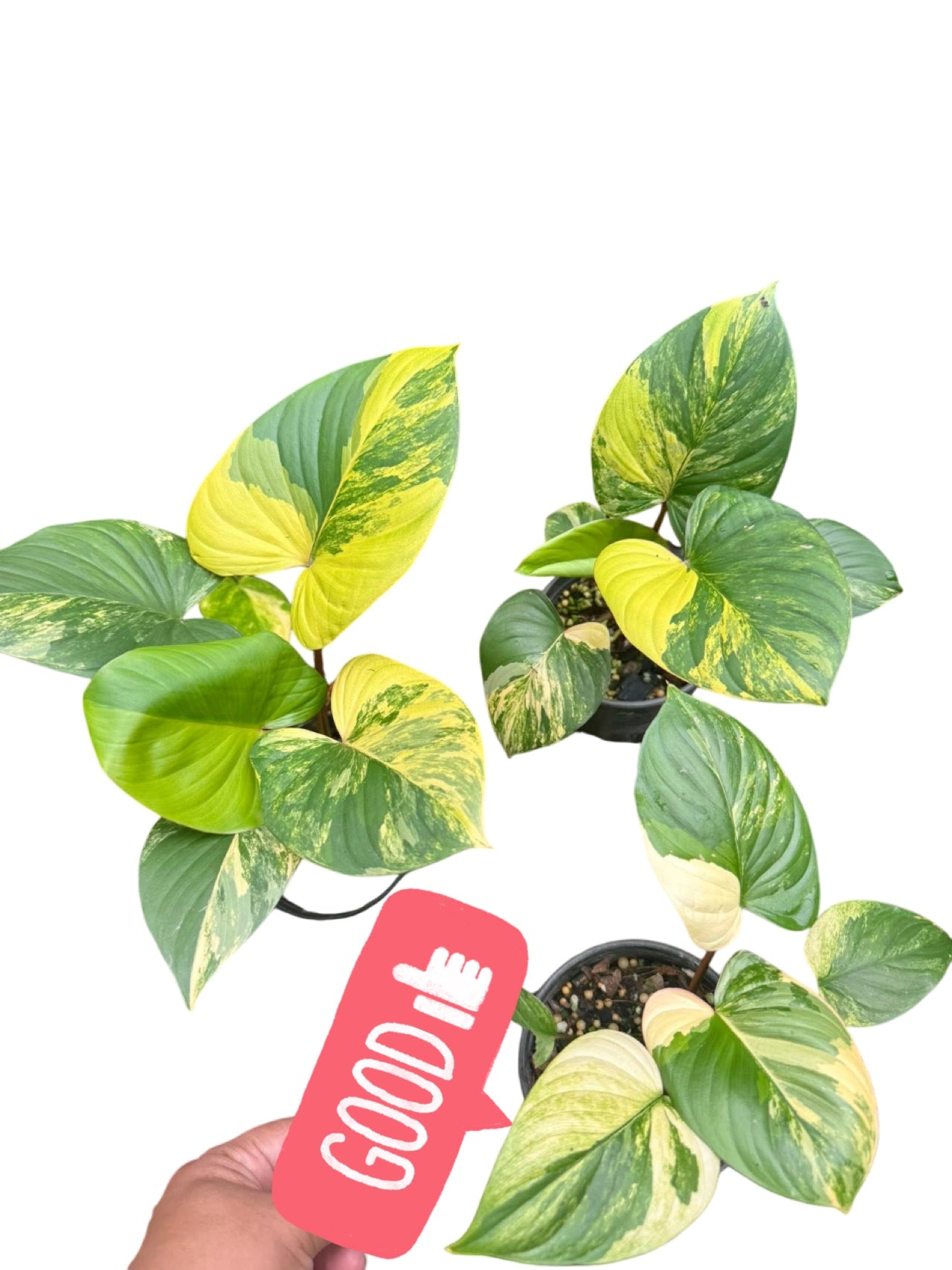 Homalomena Rubescens Aurea Variegated Set of 5 Plants