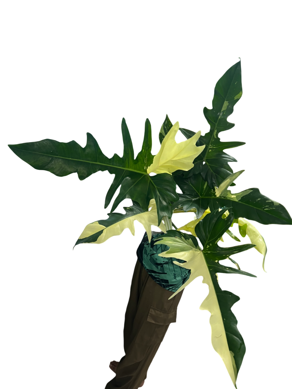 Philodendron Golden Dragon 3-4 Leaves