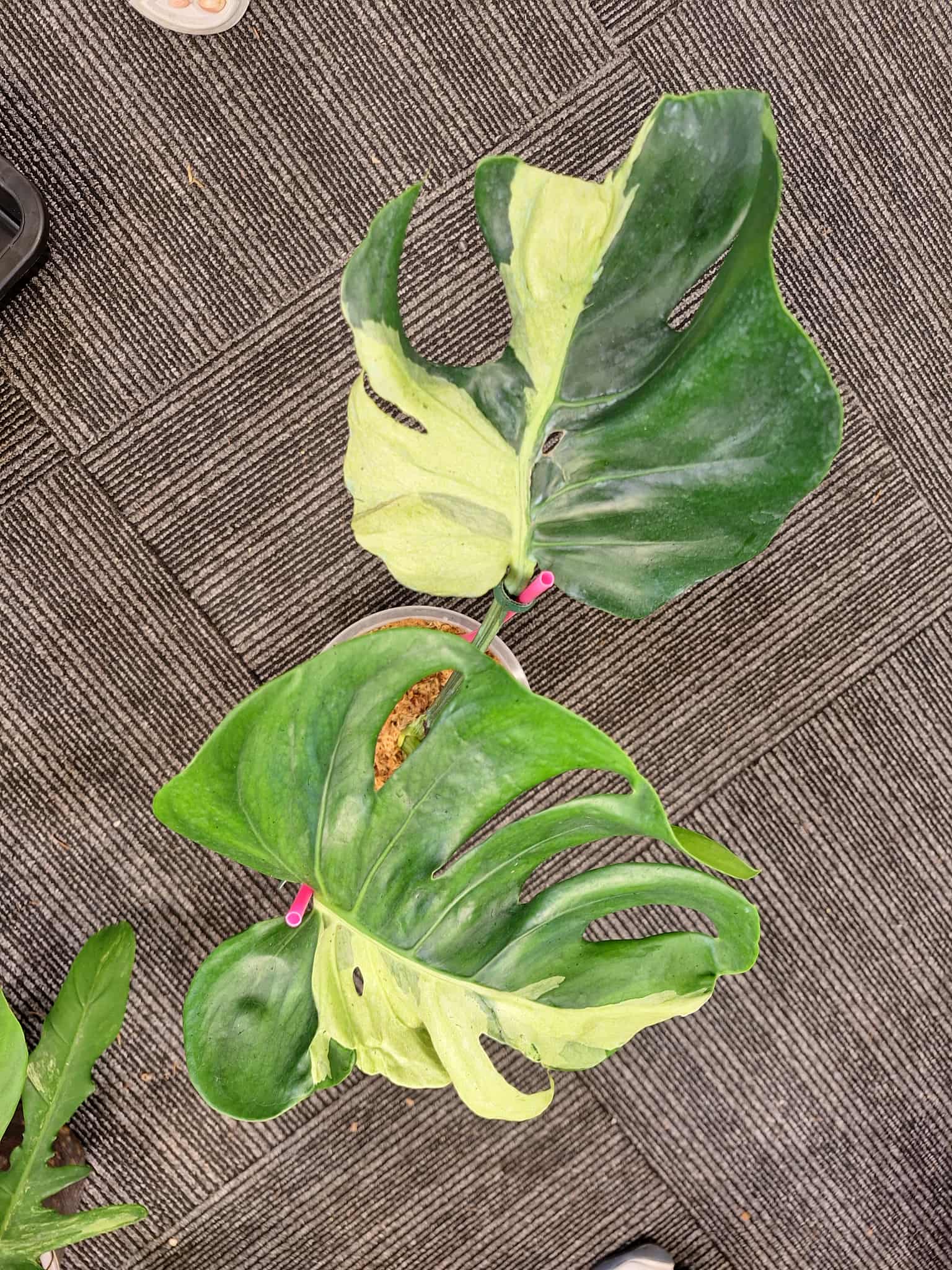 monstera plant lucky Monstera Deliciosa Ocean Lava
