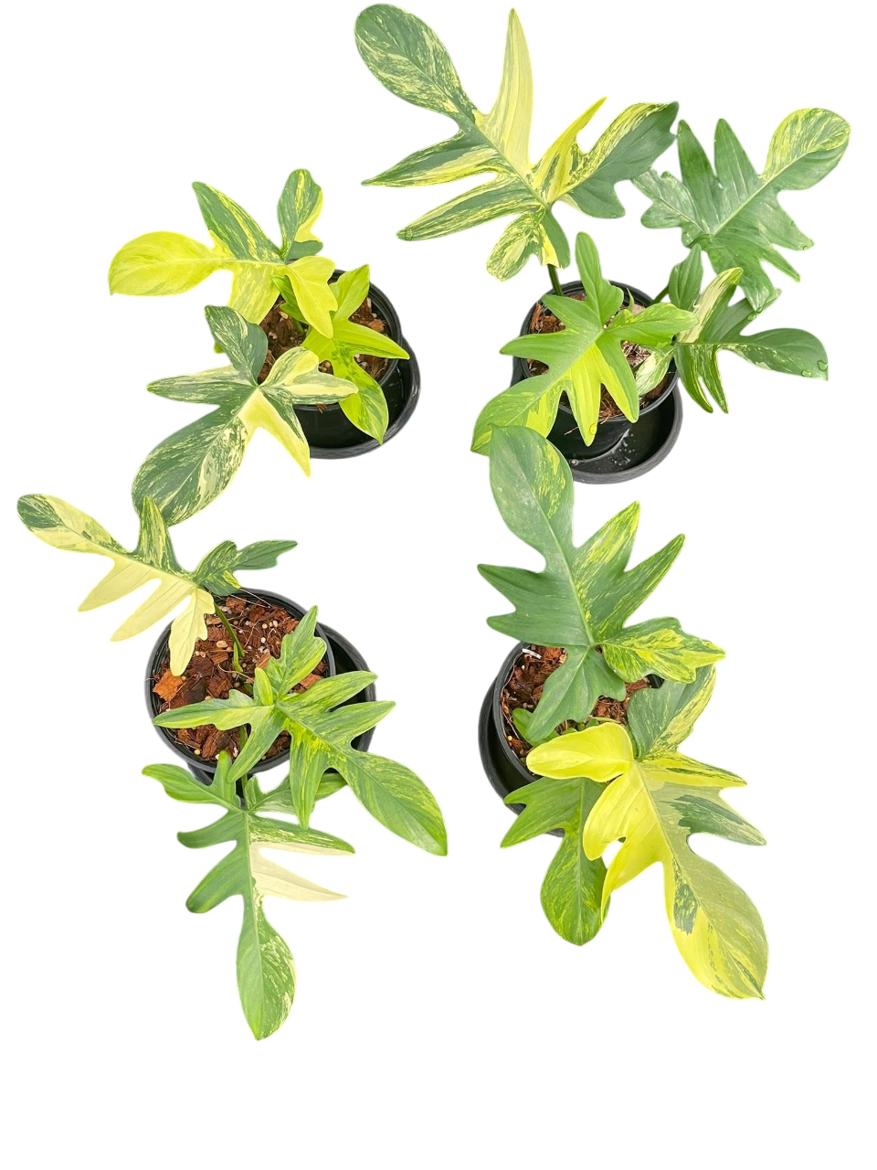 Philodendron Pedatum Variegated