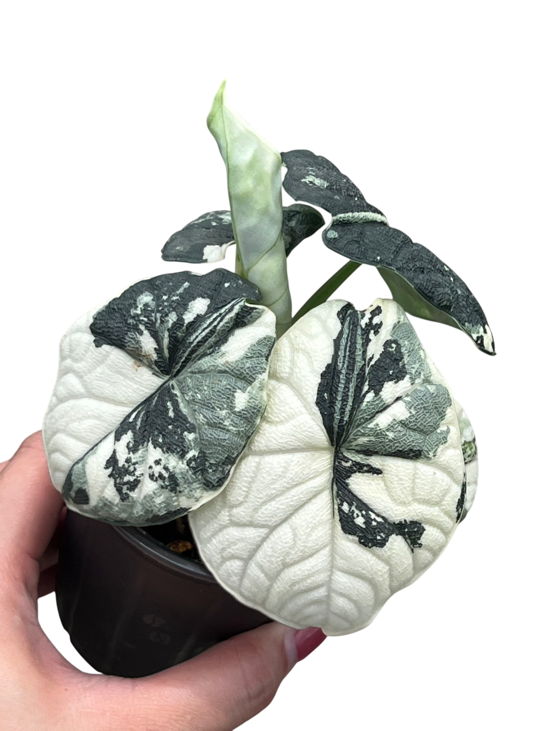 Alocasia Melo Albo Variegated – Lucky Plants Thailand
