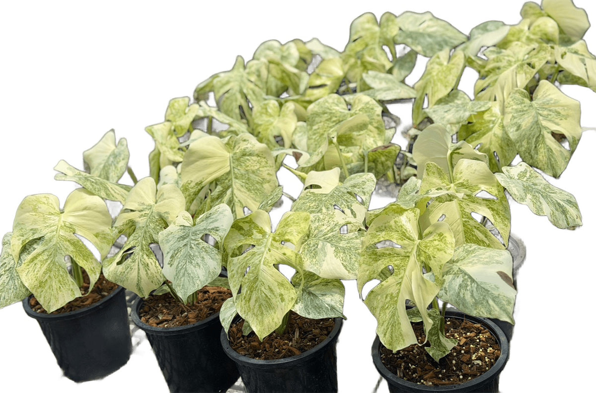 Monstera deliciosa “Legacy” Variegated – Wholesale Set of 5Plants
