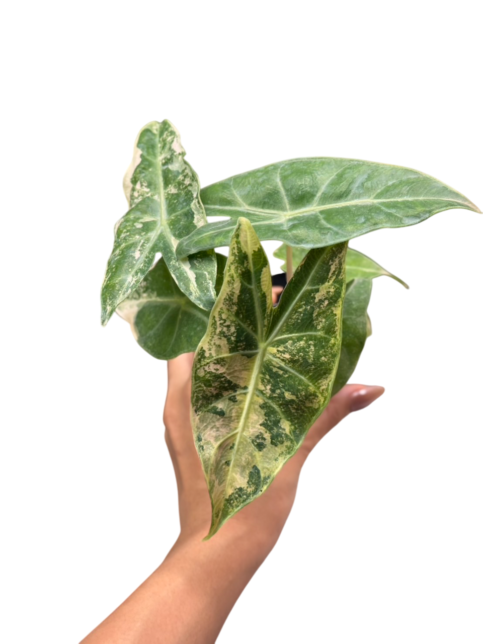 Alocasia “Pink Dragon” Albo Variegated Set of 5 Plants