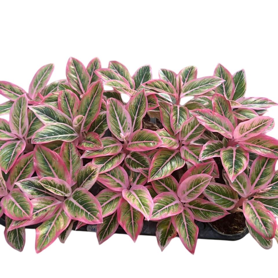 Aglaonema “Lotus Delight” Wholesale Set of 5 Plants