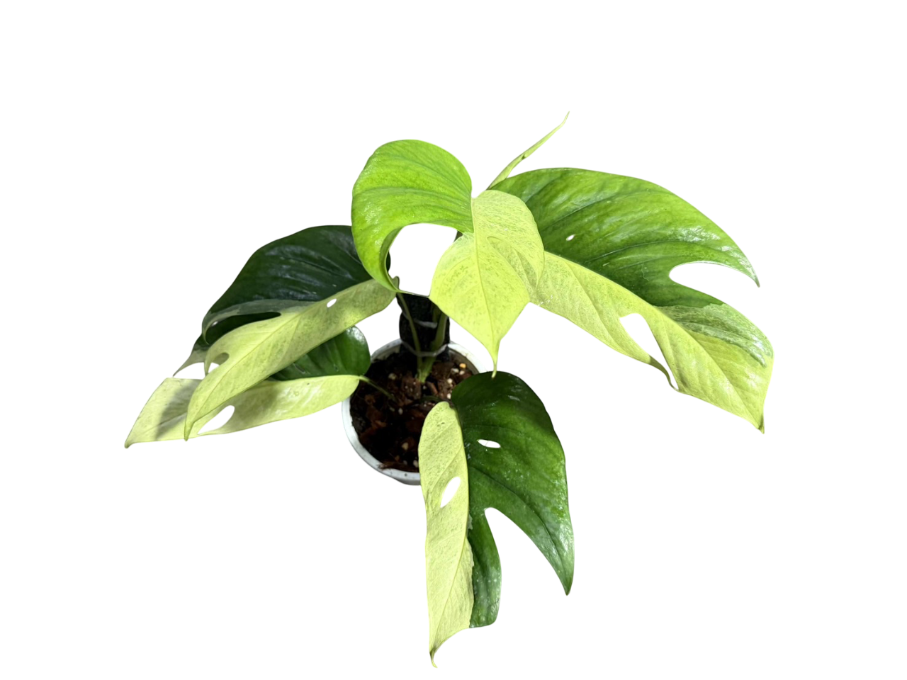 Epipremnum Pinnatum Phuket