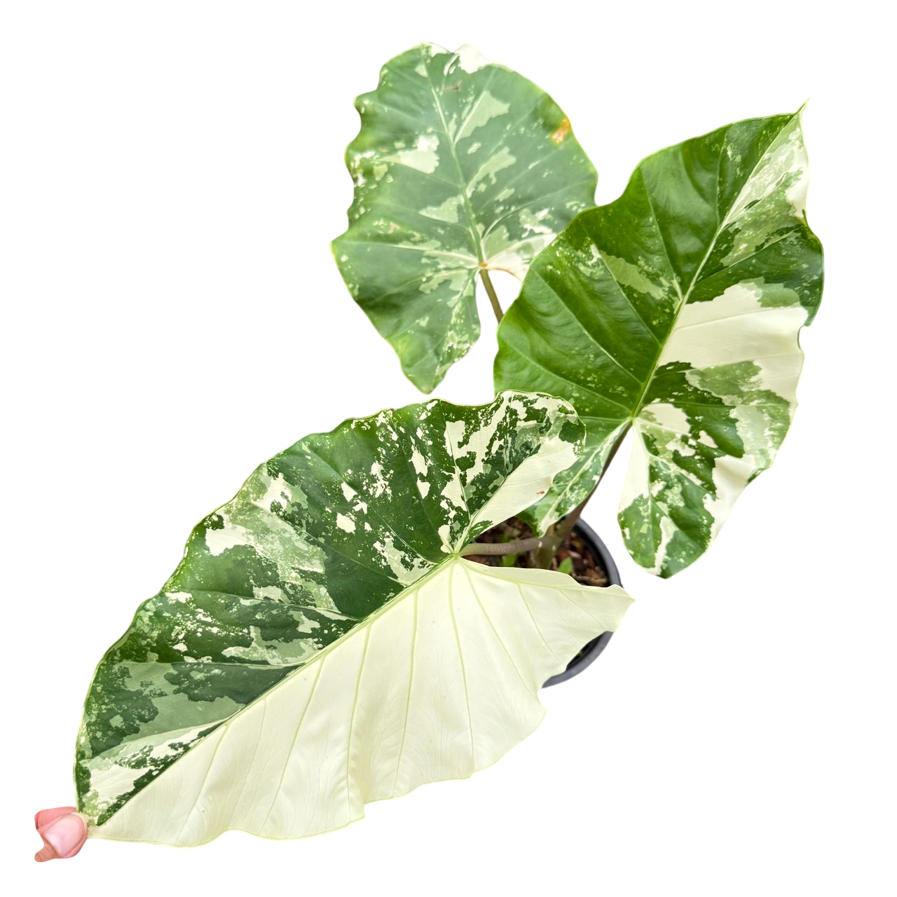 Alocasia Stripped stem Albo variegated.