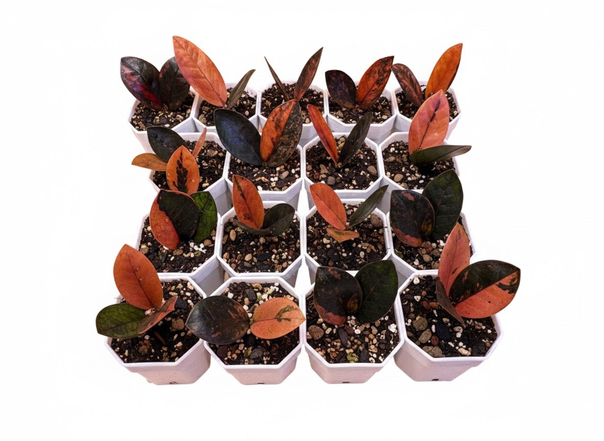 Zamioculcas zamiifolia Black Raven Pink Variegated. Set of 5