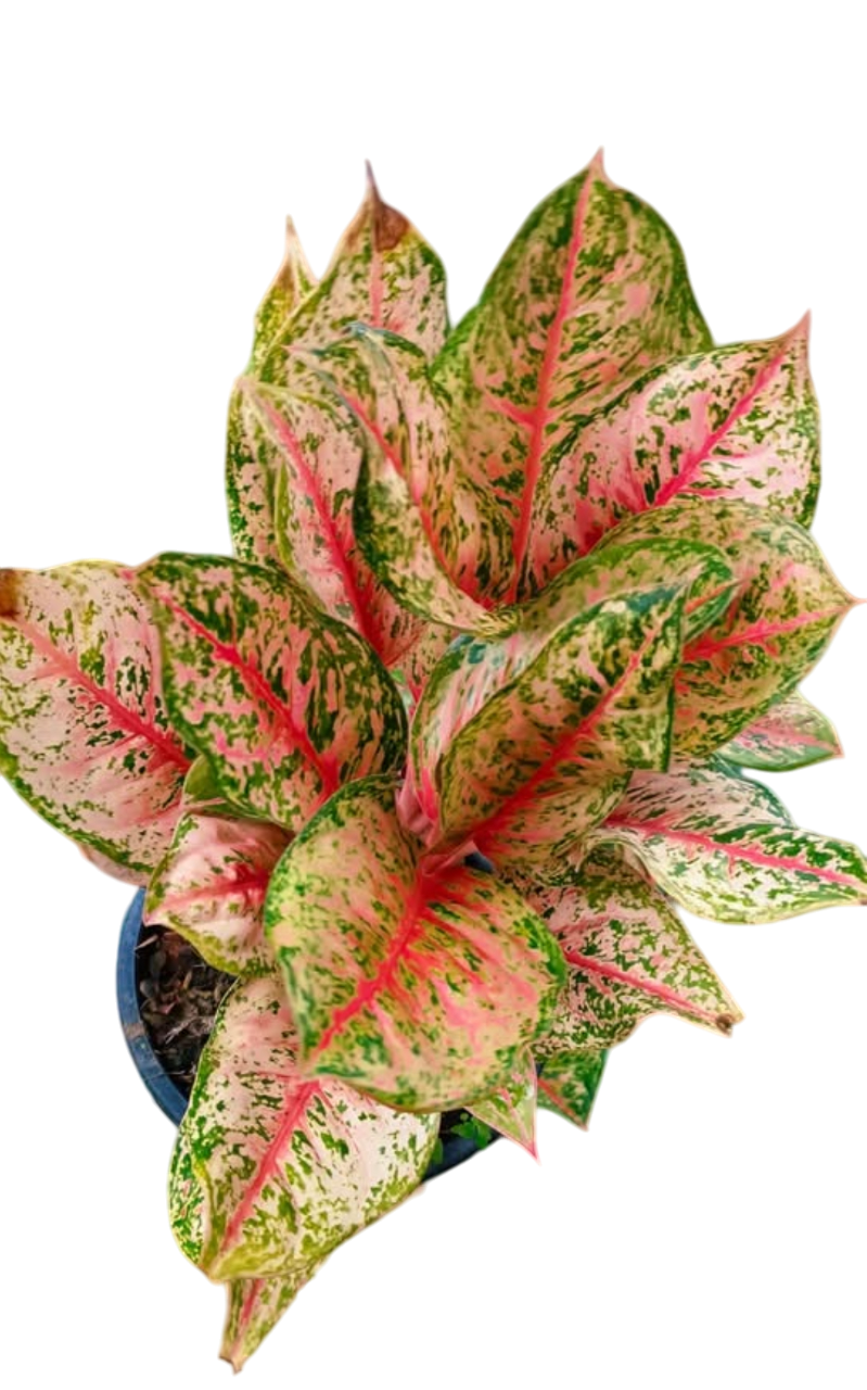 Aglaonema “10 Karat” Set of 10 plants