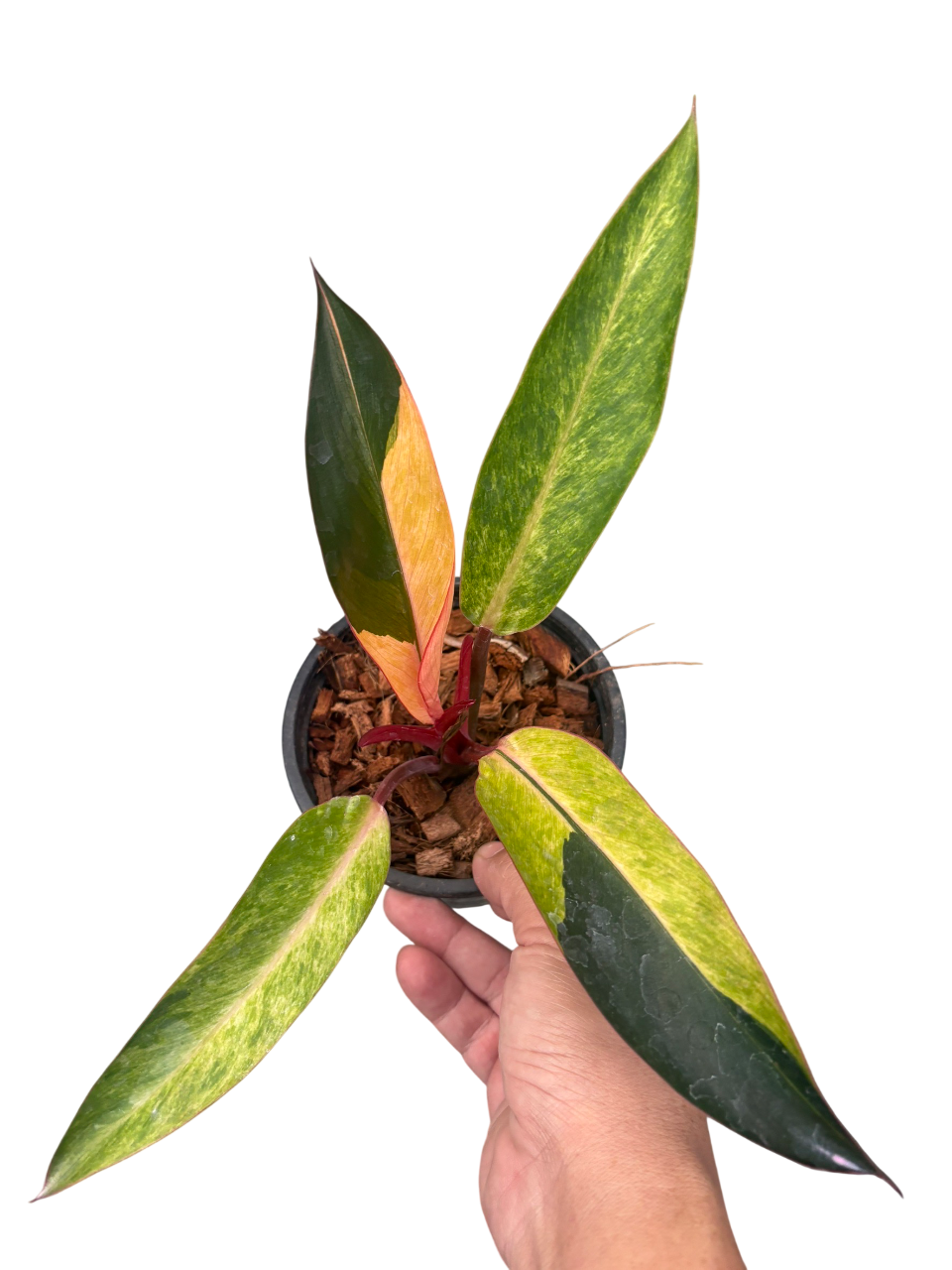 philodendron starfire Philodendron Fire bird varigated. – Lucky Plants Thailand
