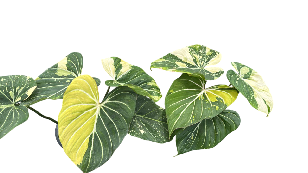 Philodendron Gloriosum Variegated Big size