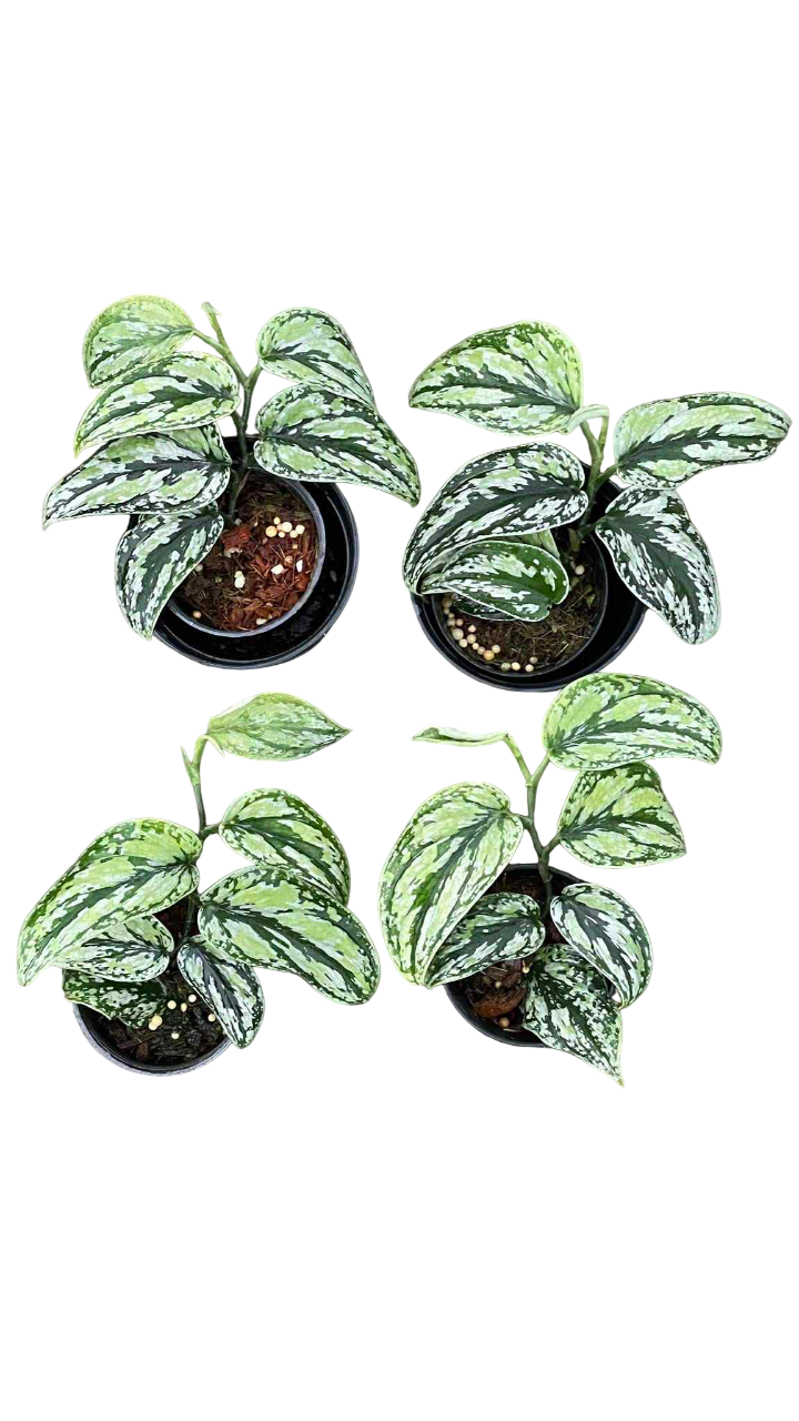 philodendron brandtianum vs scindapsus exotica Scindapsus tricolor special -Set of 5 plants