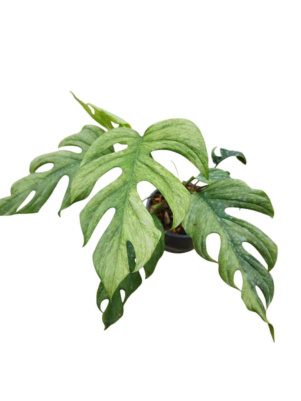 Monstera budo mint