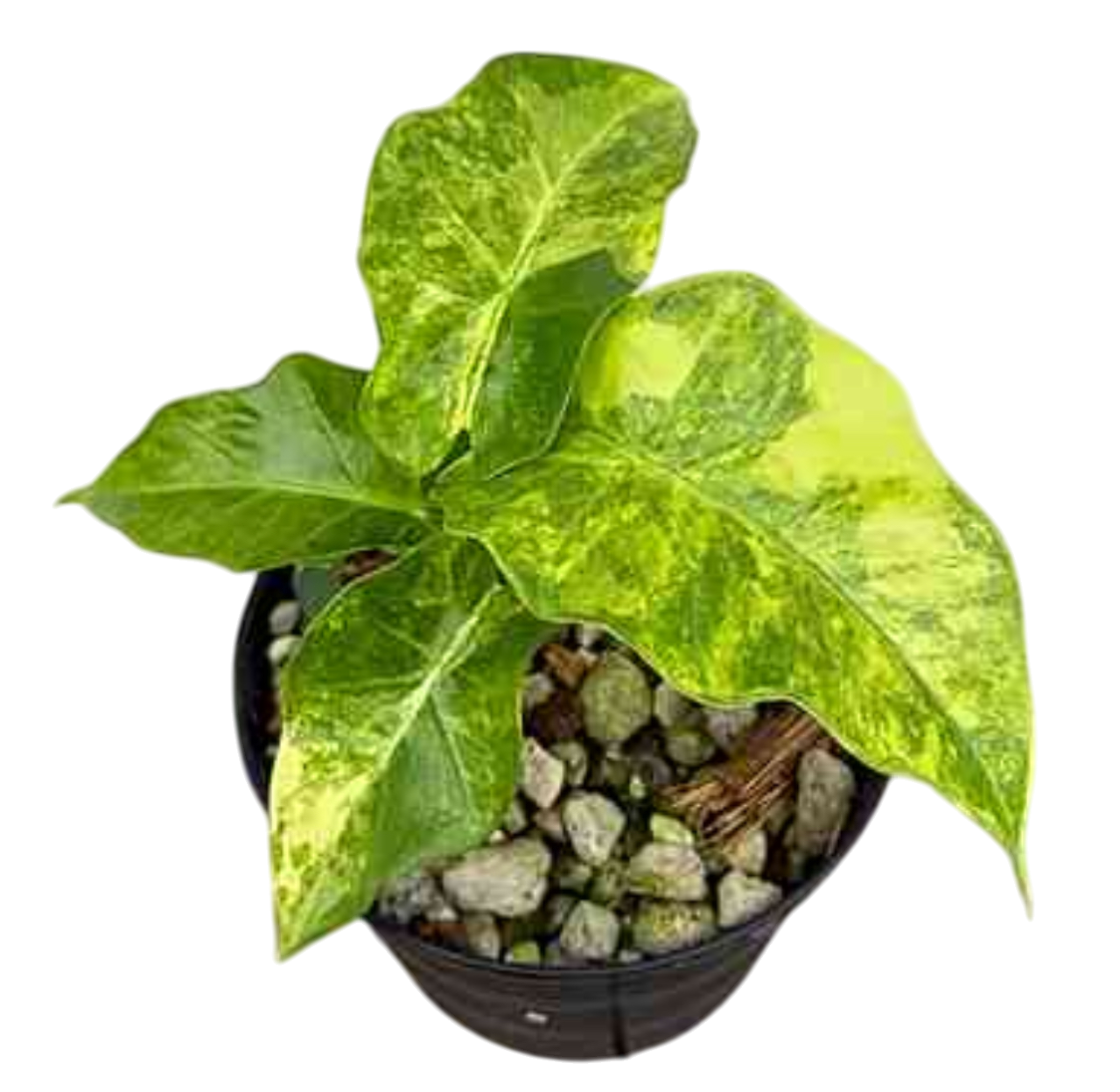 Alocasia Low Rider Aurea Var. – Lucky Plants Thailand