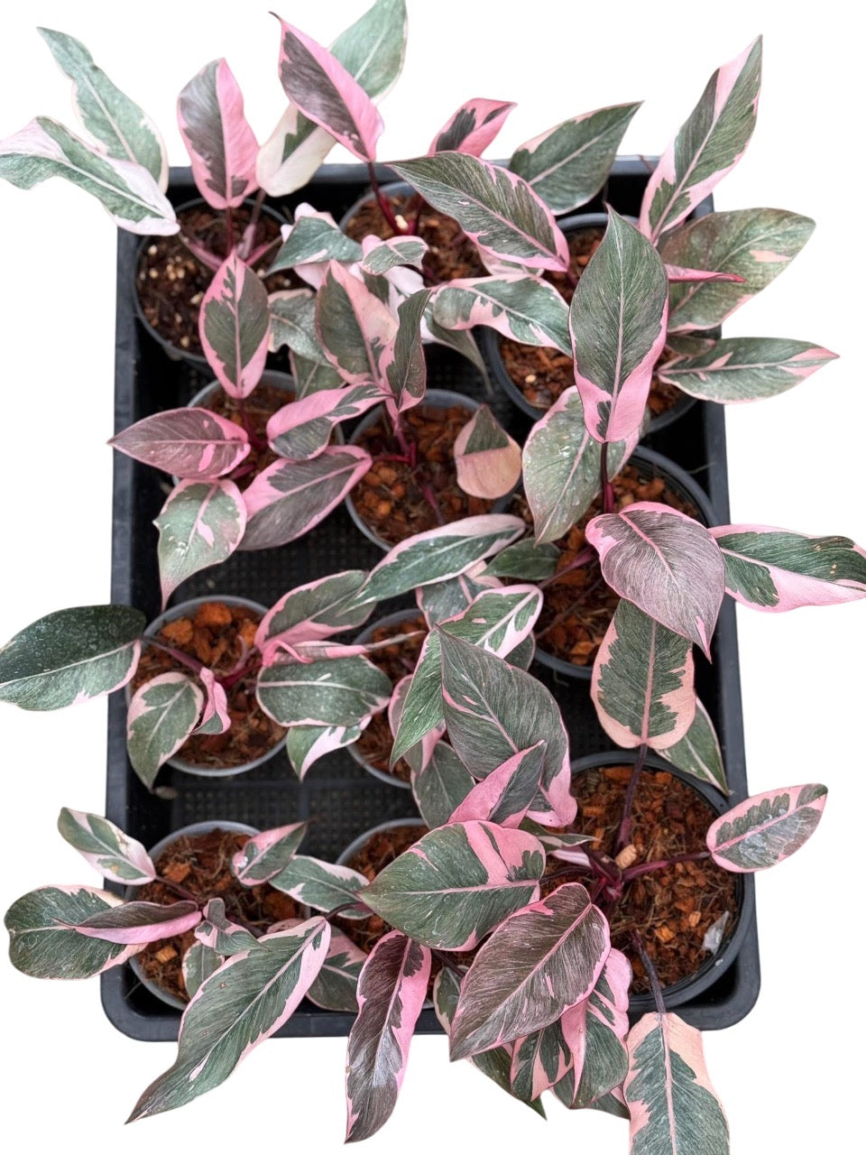 buy philodendron pink princess australia Philodendron Pink Princess Mutation -Set of 5 plants – Lucky Plants Thailand