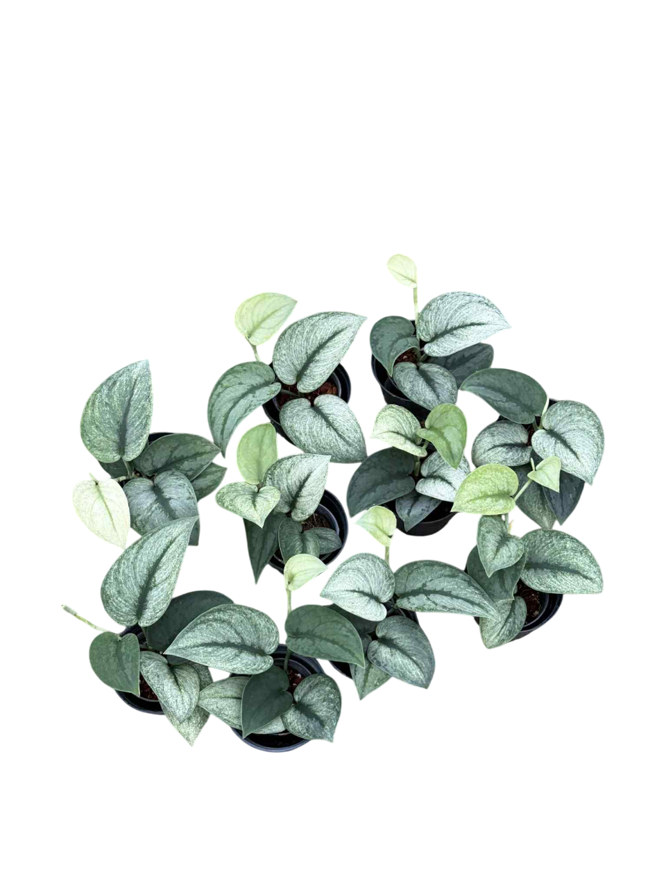 Scindapsus exotica mint -Set of 10 plants