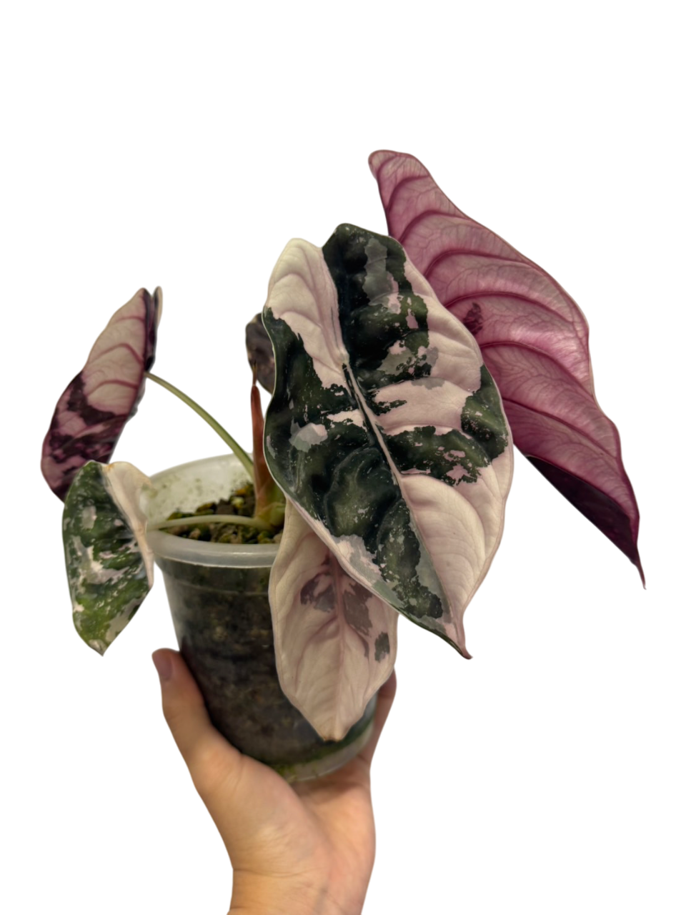 Alocasia Cuprea 'Red Secret Pink – Lucky Plants Thailand