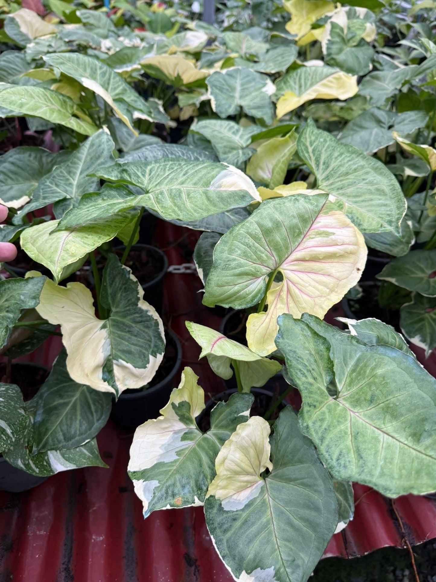 Syngonium Mango allusion-Set of 10 plants