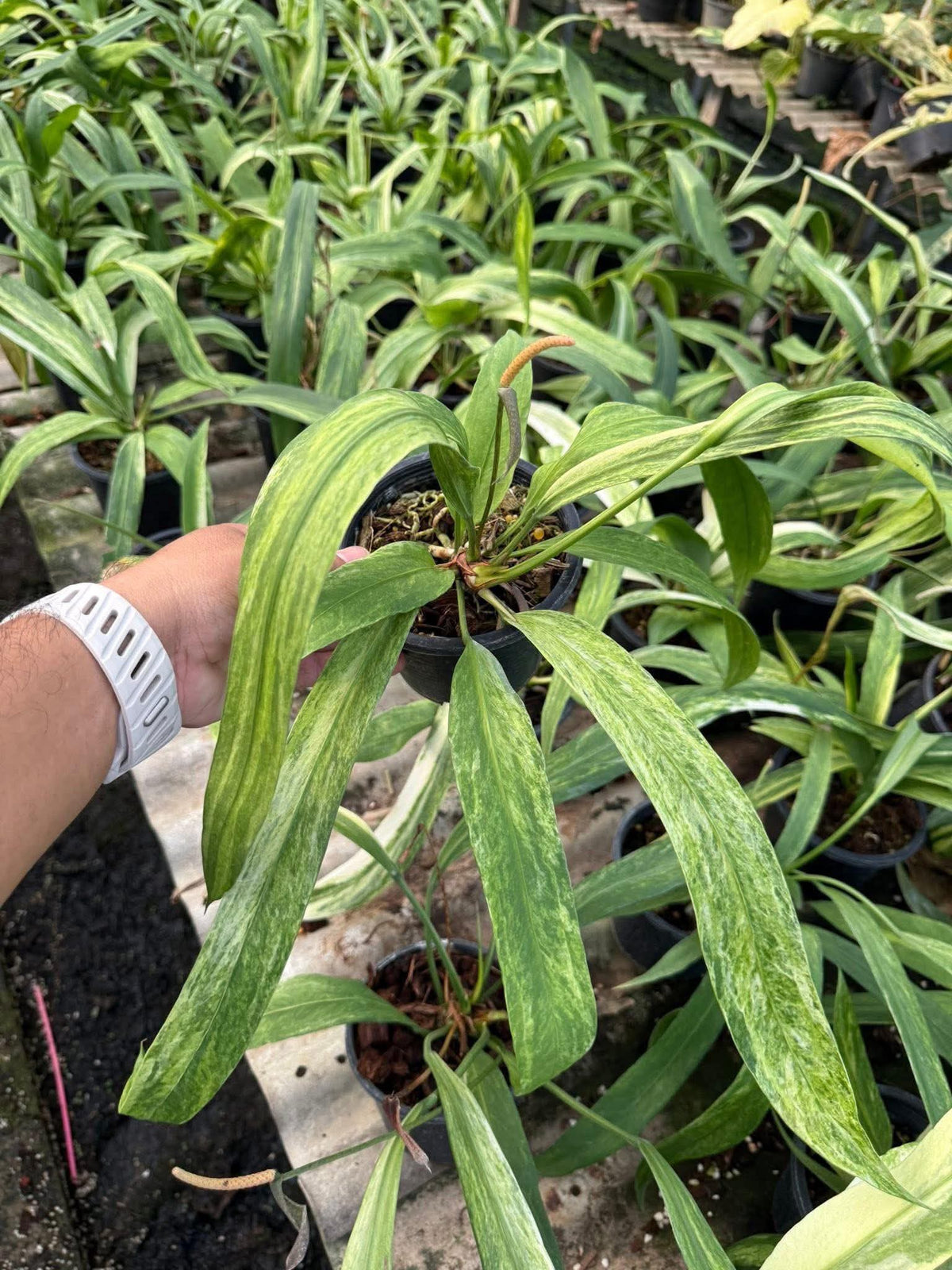 Anthurium Vittarifolium Variegated Set of 10 Plants