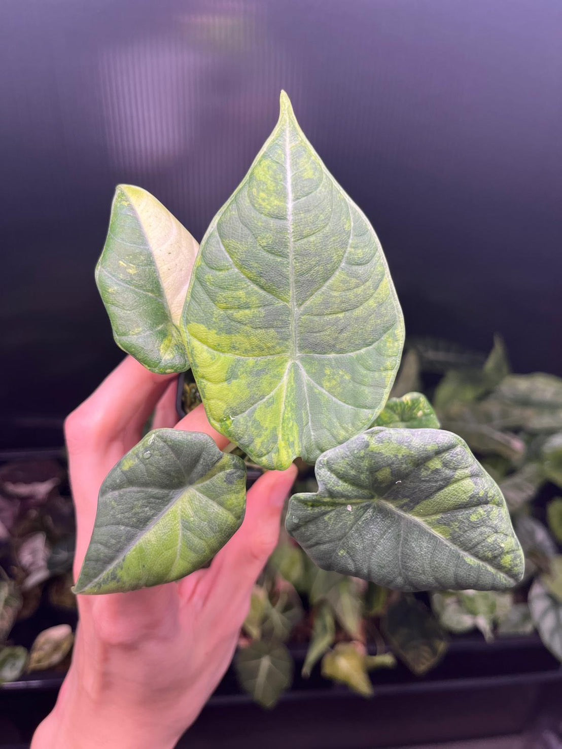 Alocasia Maharani Gold Variegated