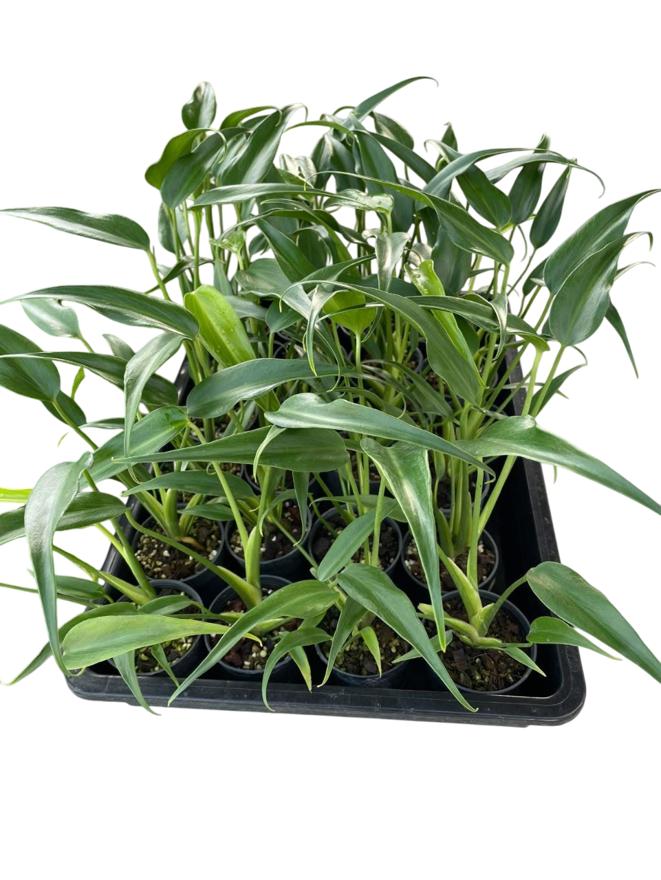 Monstera Burle Marx Flame – Set of 10 Plants