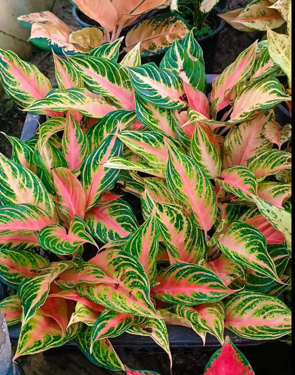 Bundle of 10 Plants Aglaonema “Pink Panama