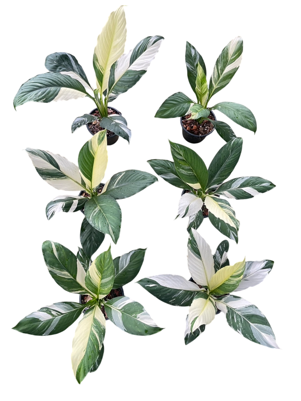 Spathiphyllum Sensation
Variegated