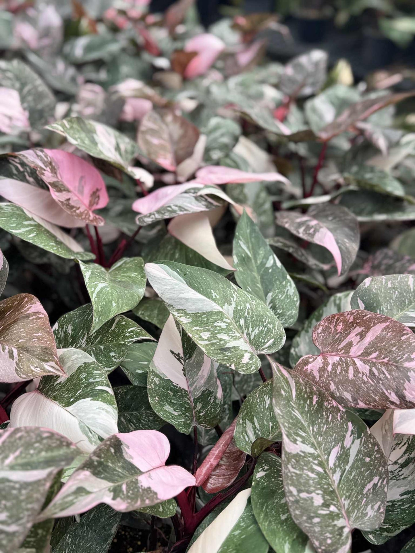 Philodendron Pink Princess Galaxy – Set of 10 Plants