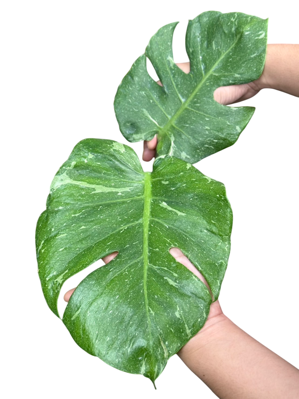 Monstera “Blue stone “