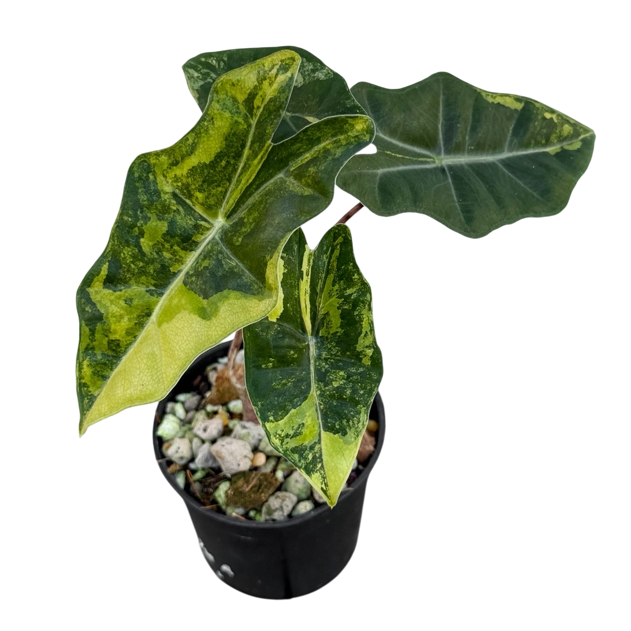 Alocasia Pseudo Sanderiana Aurea Var. – Lucky Plants Thailand