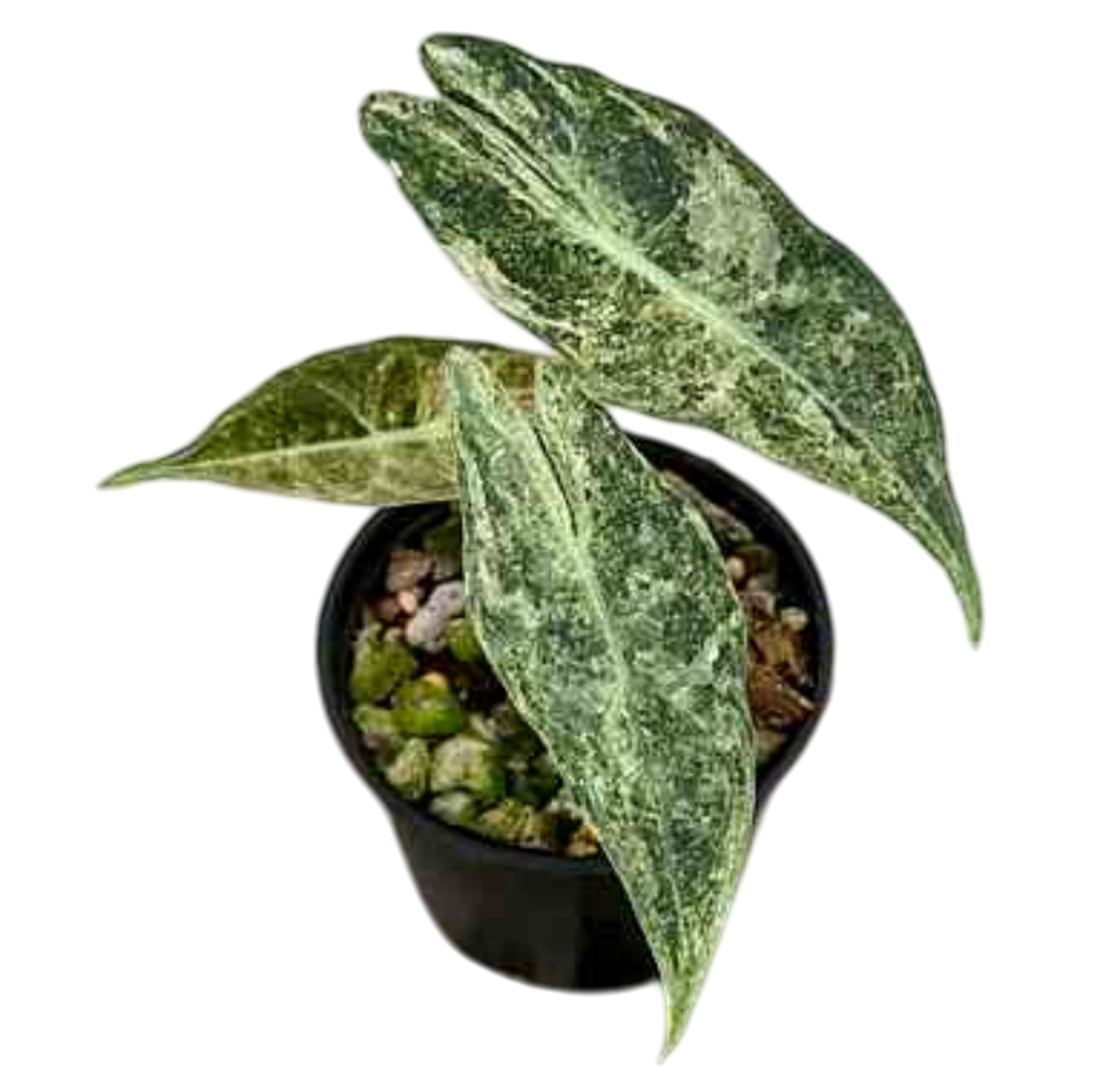 Alocasia Black Satun “Stardust” Variegated
