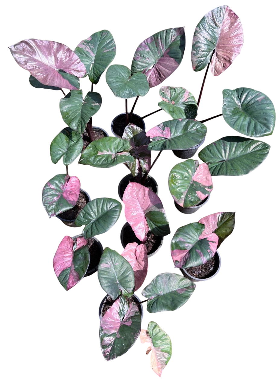 Alocasia Pink Serendipity Variegated Set of 10 plants