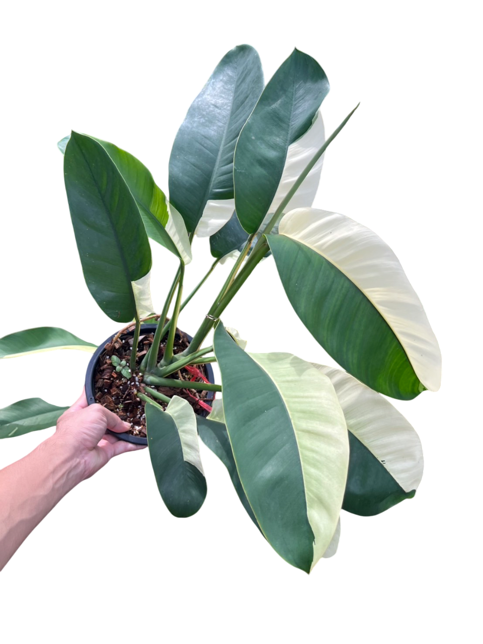 Epipremnum Giganteum Albo Variegated