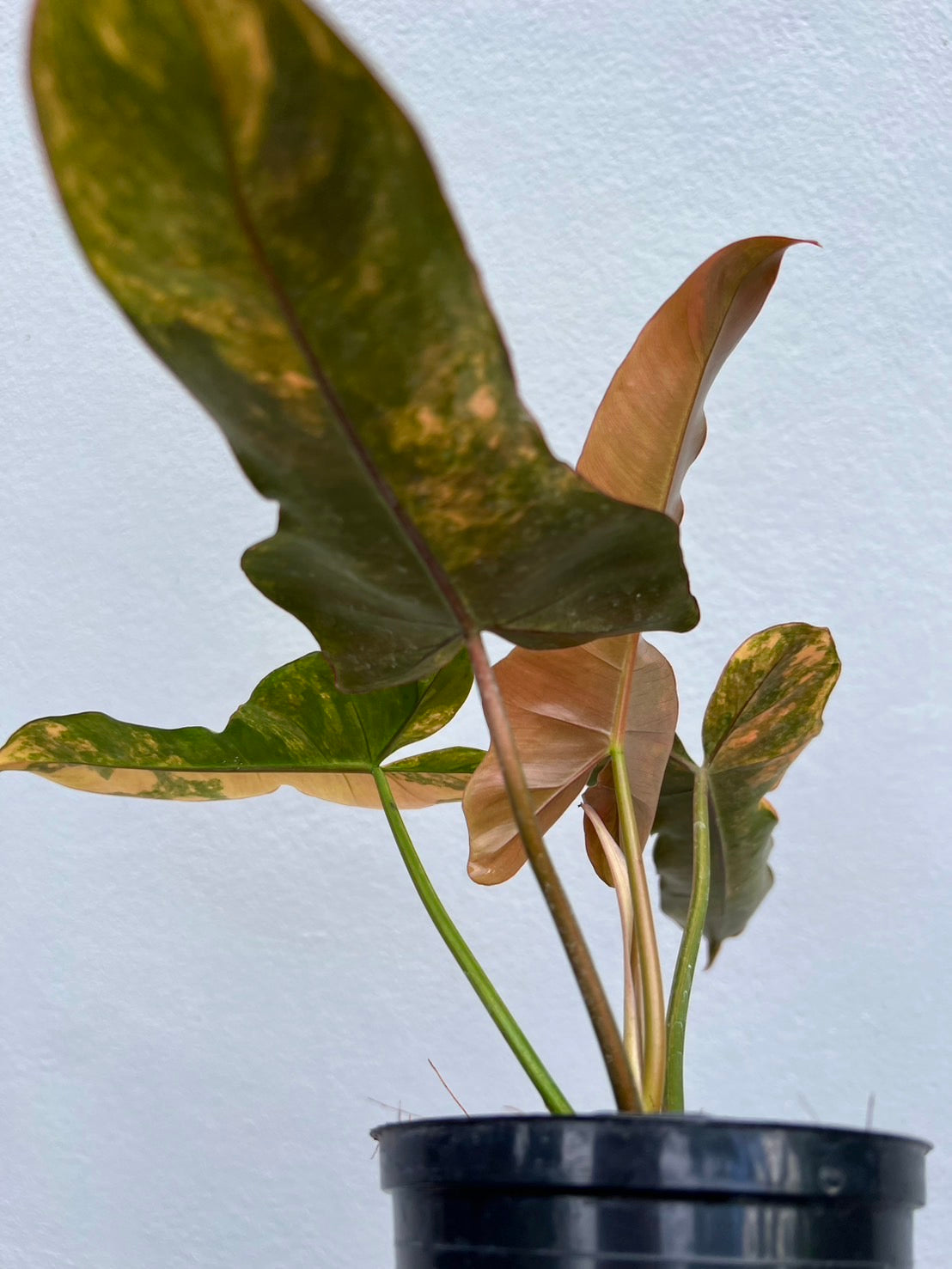 Florida Beauty x Black Billietiae
