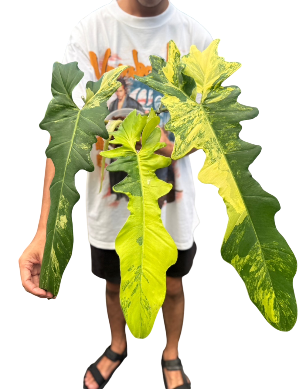 Philodendron Florida Beauty x Bobcee Variegated