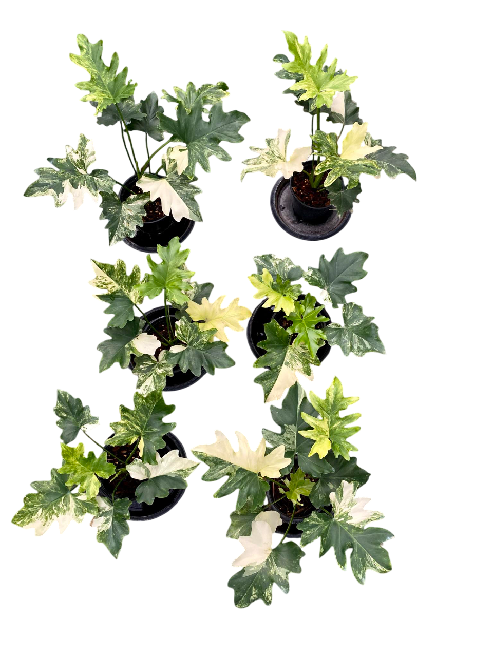 Philodendron Selloum Variegated [Wholesale Set of 5 Plants(big size)