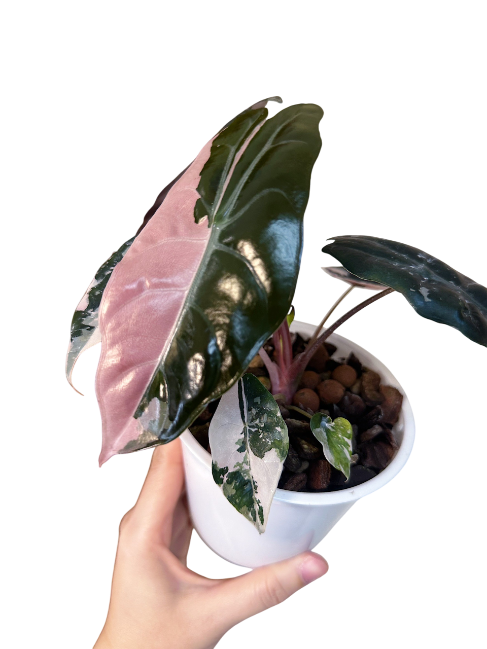 Alocasia Chantrieri Pink Variegated