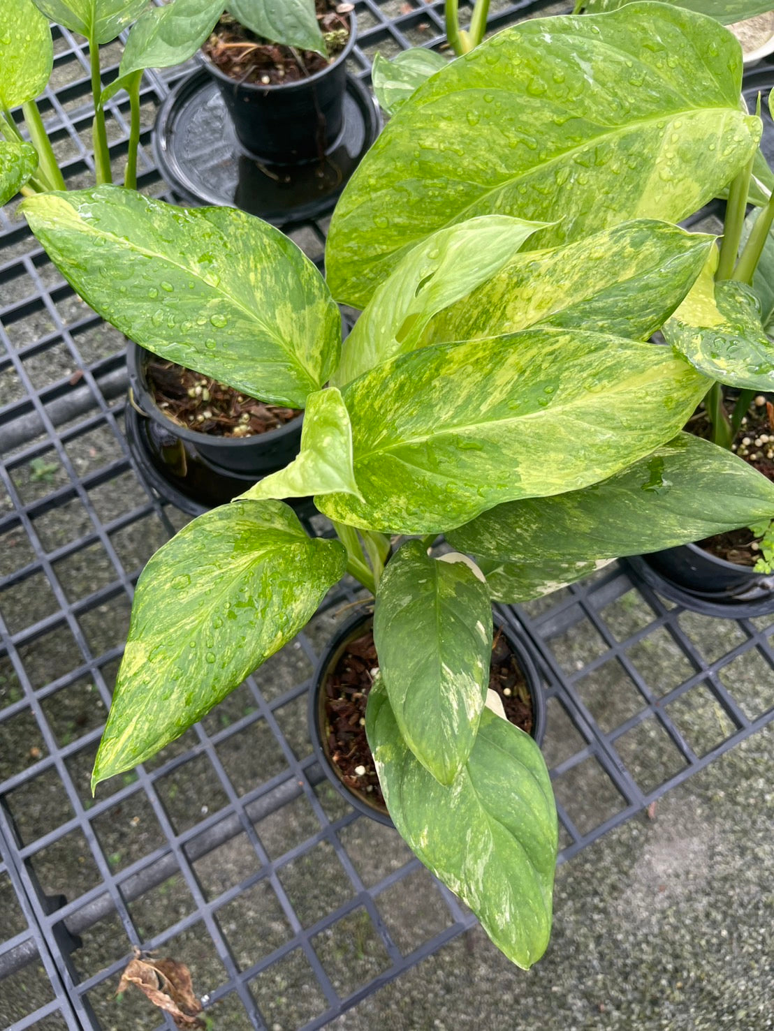 Monstera Obliqua ‘Mayuna’ Variegated – Set of 10