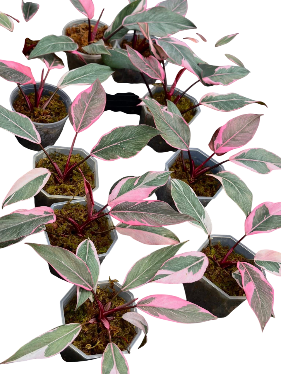 Philodendron Pink Princess Mutation
