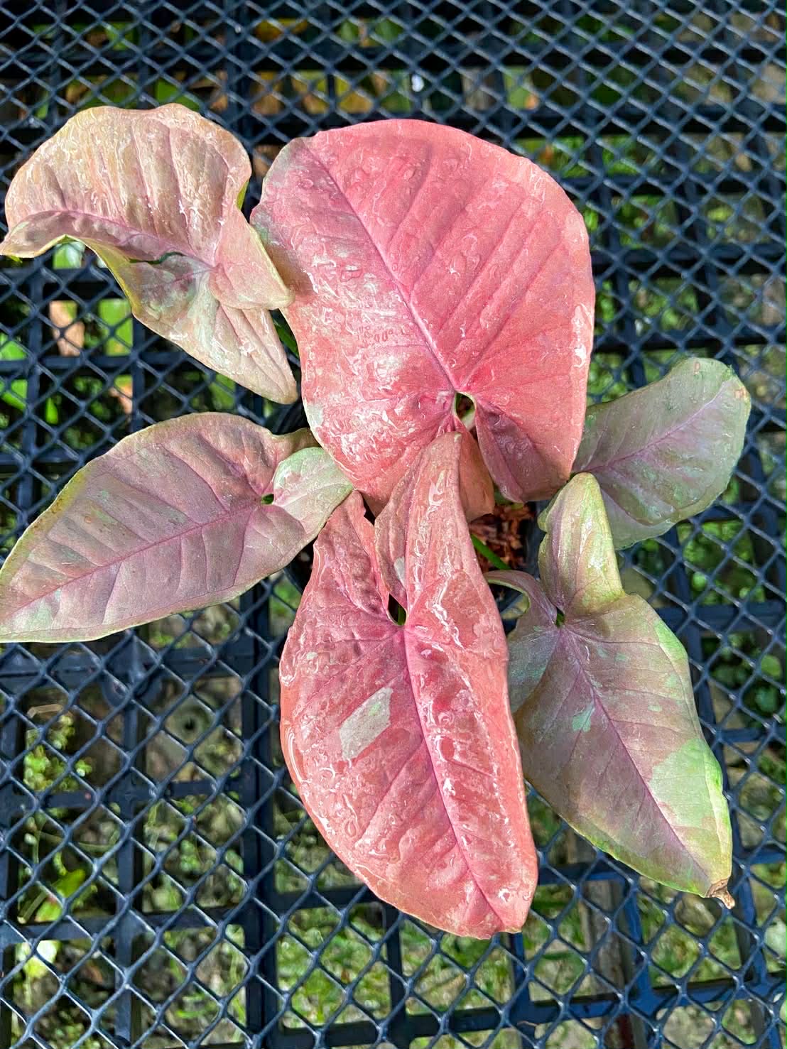 Syngonium Pink aura - Set of 10 plants